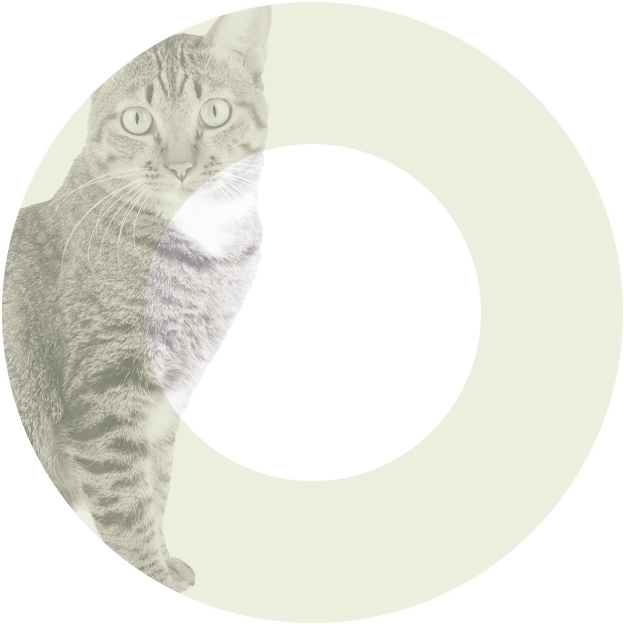 Oasy - Oasy Gatto Natury Latt.150G Jelly Kitten - Animalmania Store