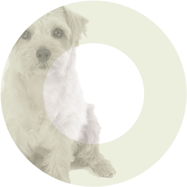 Oasy - Oasy Cane Natury Latt.150G Jelly - Animalmania Store