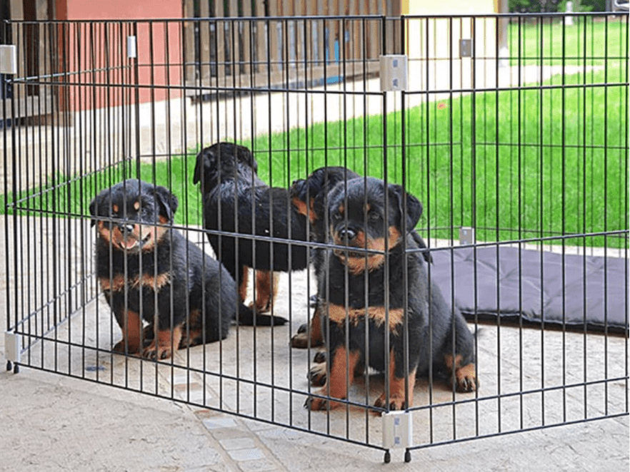 Ferplast - Dog Training Recinto 80 x 80 x h 62 cm - Animalmania Store