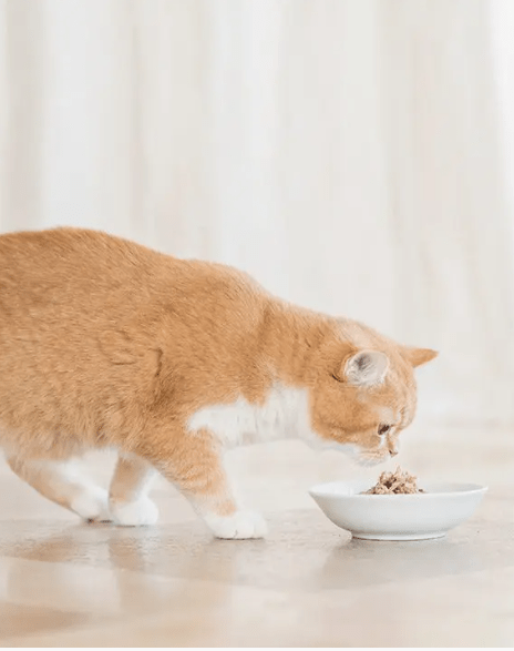 SCHESIR - Schesir Blue Deluxe cibo umido per gatto 85g - Animalmania Store